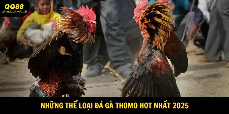 Những thể loại đá gà Thomo hot nhất 2025