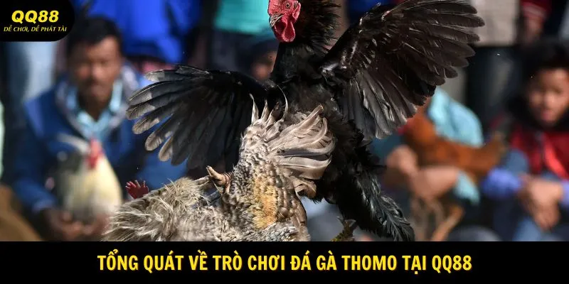 Tổng quát về trò chơi đá gà Thomo tại QQ88